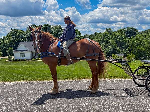 driving-gelding