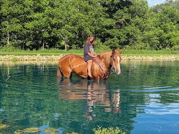 all-around-belgian-horse