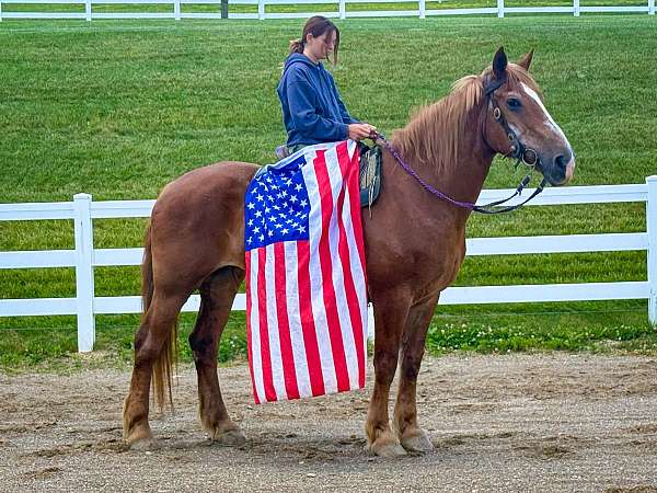 draft-belgian-horse