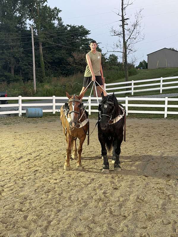 beginners-belgian-horse
