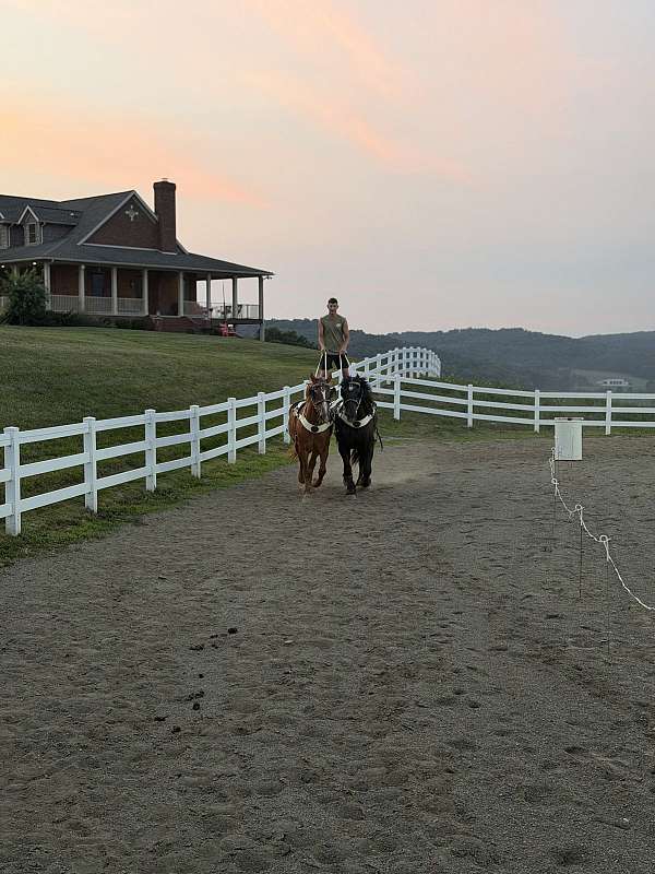 break-belgian-horse