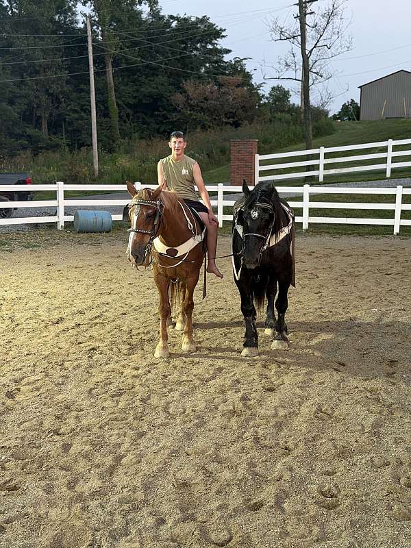 draft-gelding