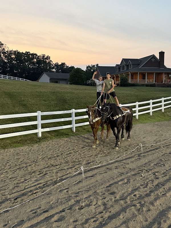 all-around-gelding