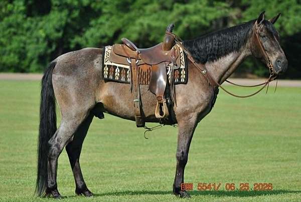 blue-roan-horses-for-sale