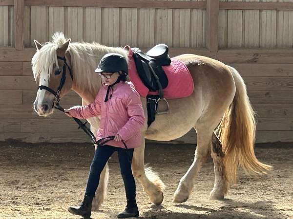 advanced-haflinger-horse