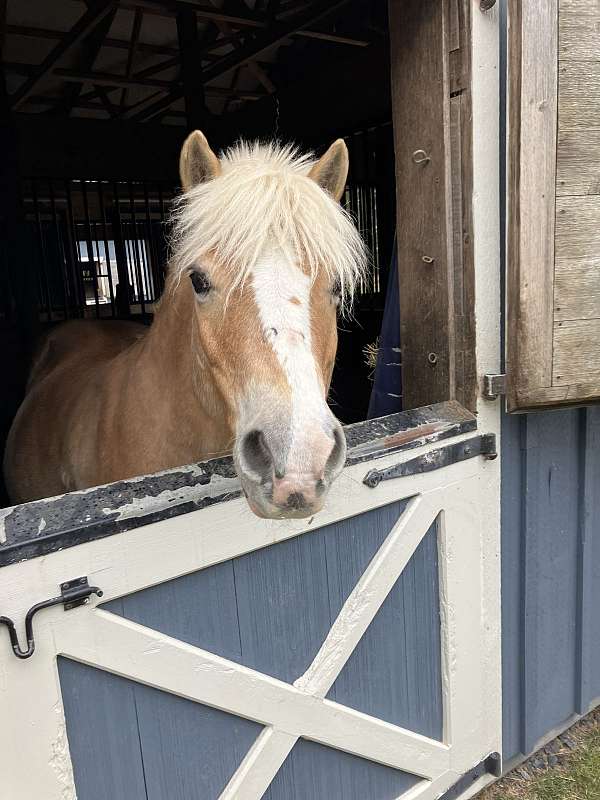 advanced-beginner-haflinger-horse