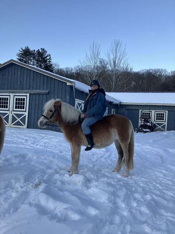 and-willing-haflinger-horse