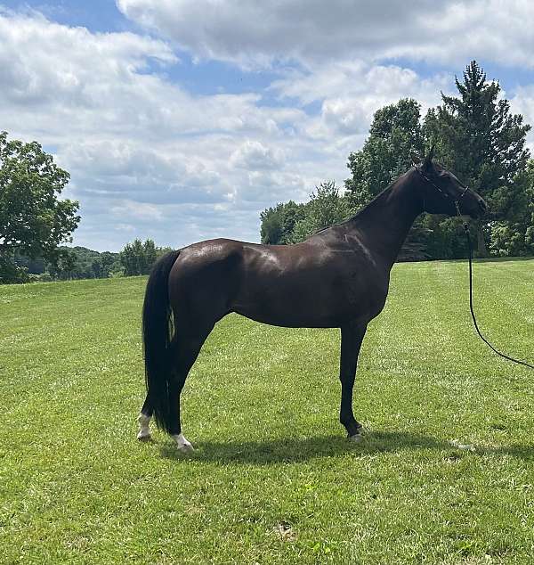 all-around-arabian-horse