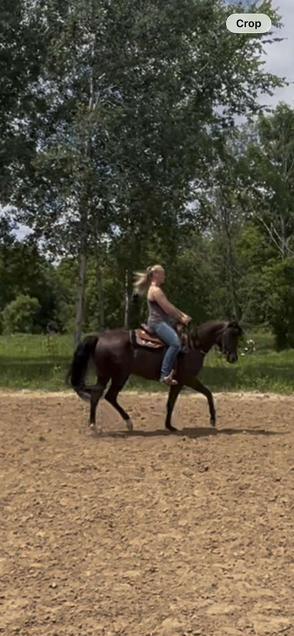 athletic-arabian-horse