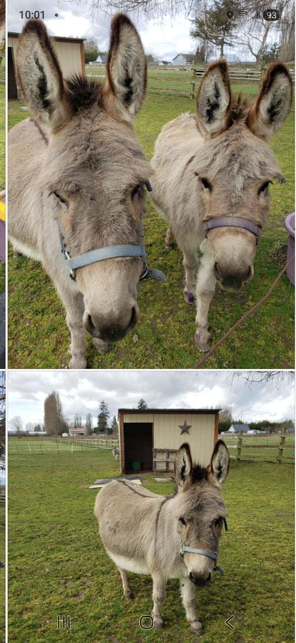 donkey-for-sale