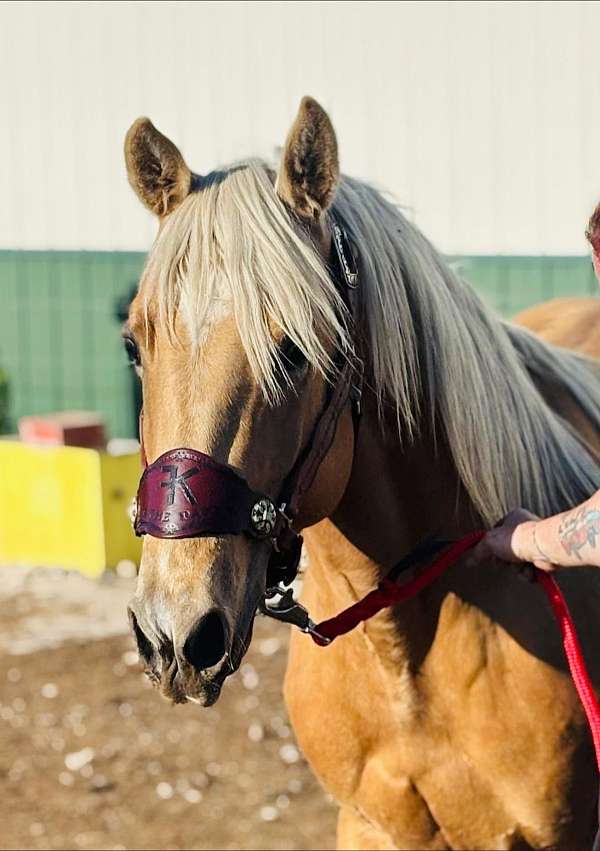 peptos-stylish-oak-quarter-horse