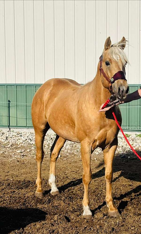 roan-stallion-quarter-horse