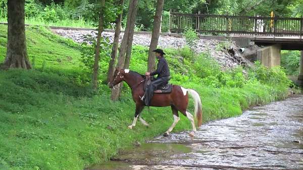 bay-spotted-spotted-saddle-mare
