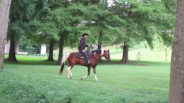 gaited-spotted-saddle-horse