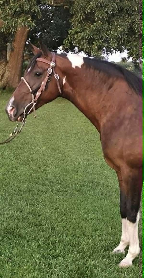 trail-spotted-saddle-horse