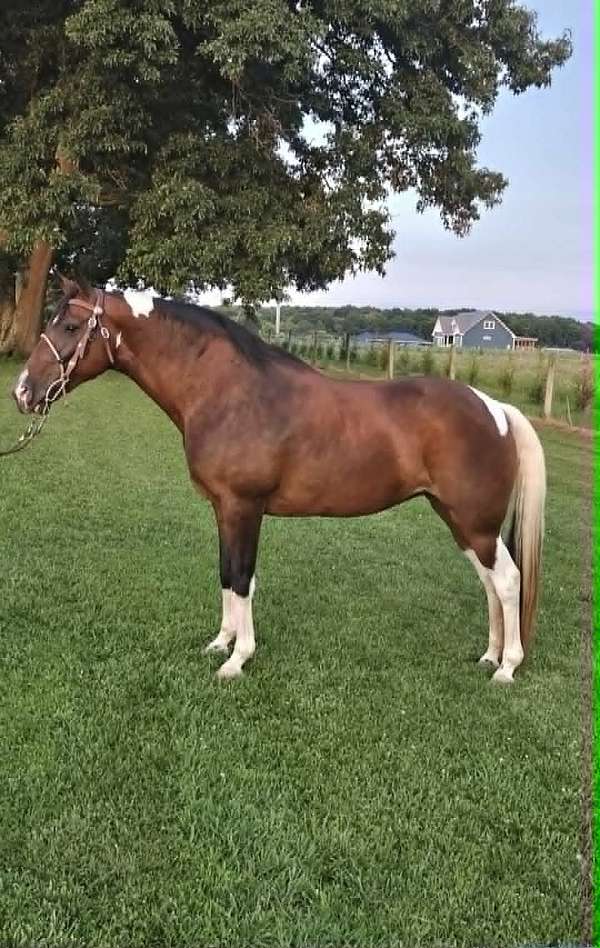 trail-riding-spotted-saddle-horse