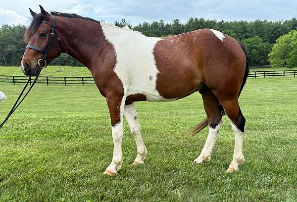 all-around-paint-pony