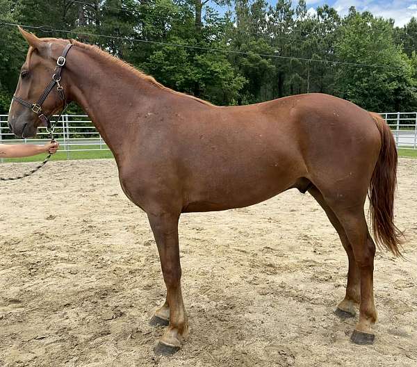 sorrel-draft-gelding