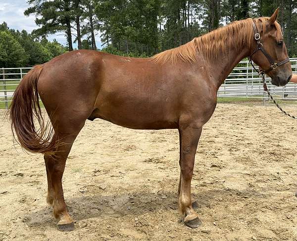 sorrel-gelding-for-sale