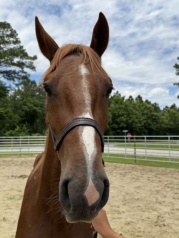 16-hand-draft-gelding