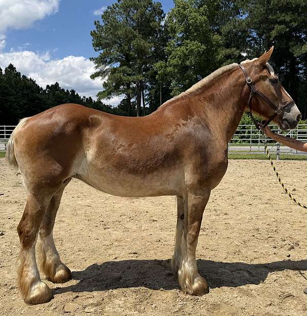 sorrel-mare-for-sale