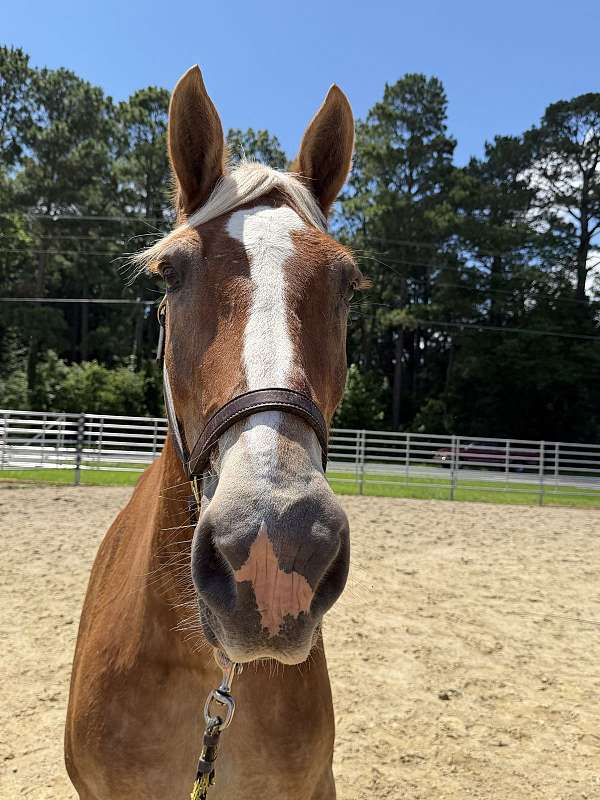 17-hand-belgian-mare