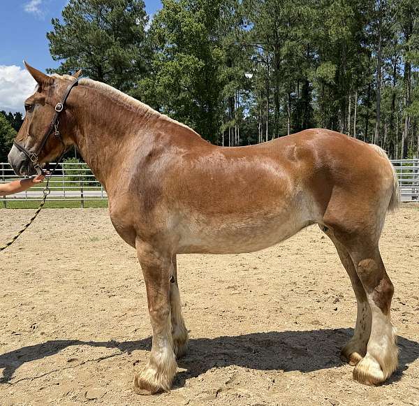 sorrel-belgian-mare