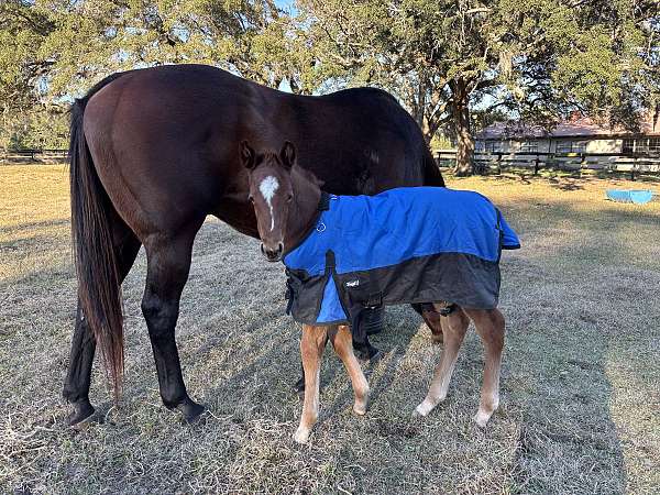 thoroughbred-broodmare