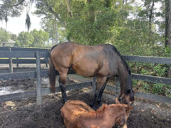 thoroughbred-horse-for-sale
