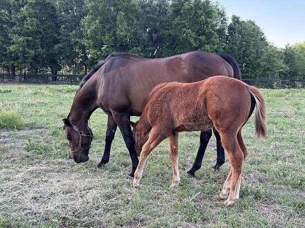 thoroughbred-horse