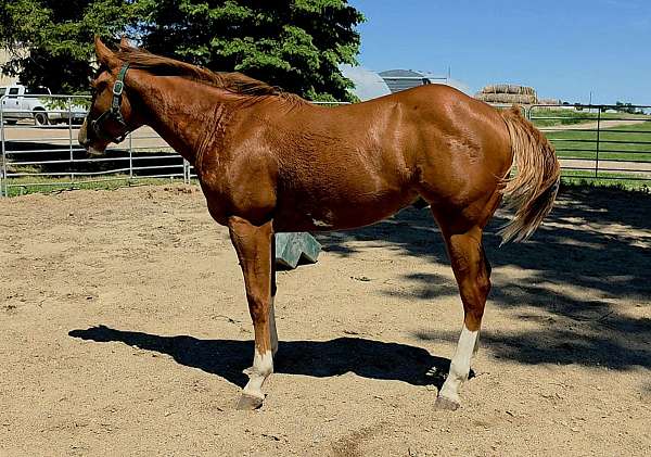 flashy-harness-colt-yearling