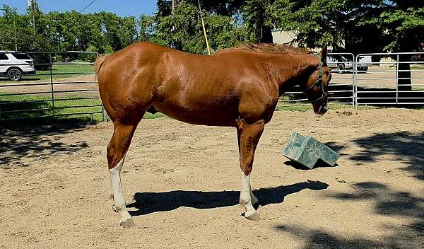 flashy-harness-horse