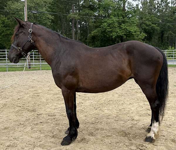 black-draft-mare