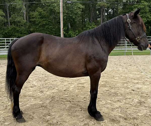 black-mare-for-sale