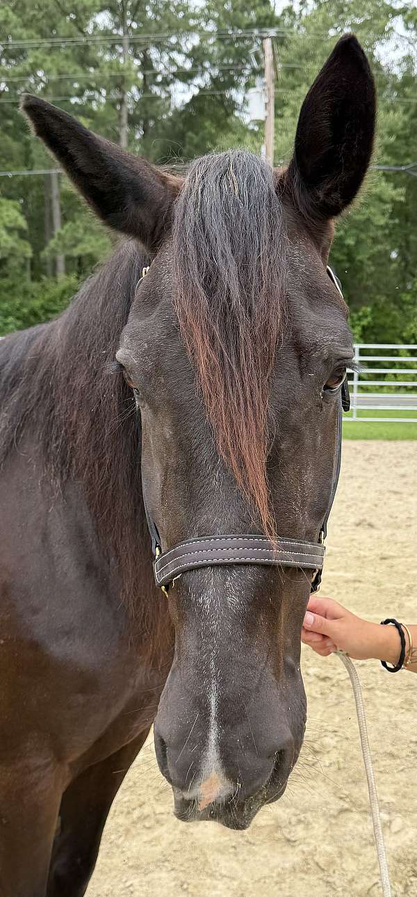 15-hand-draft-mare