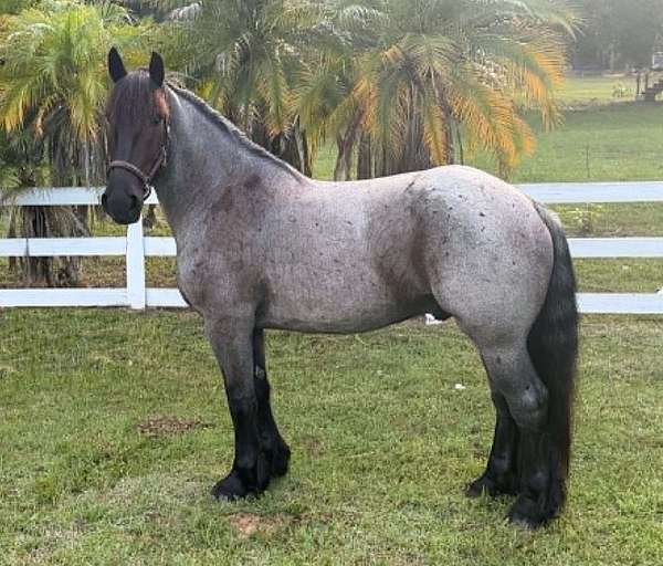 blue-roan-wes-horse