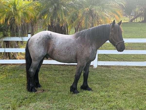 all-around-draft-horse