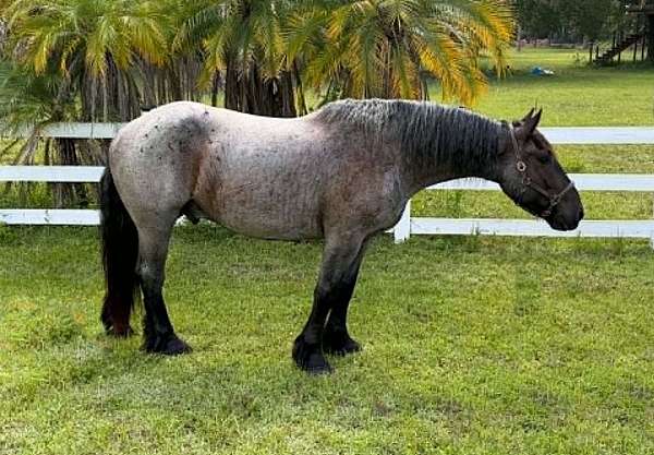 athletic-draft-horse