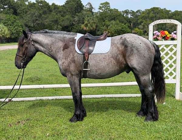 beginner-draft-horse