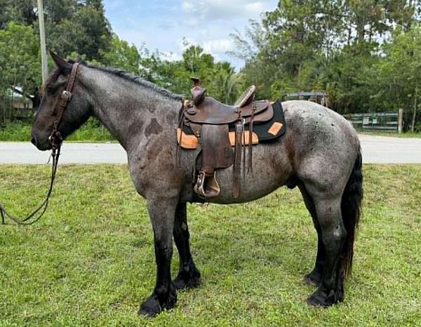 draft-horse