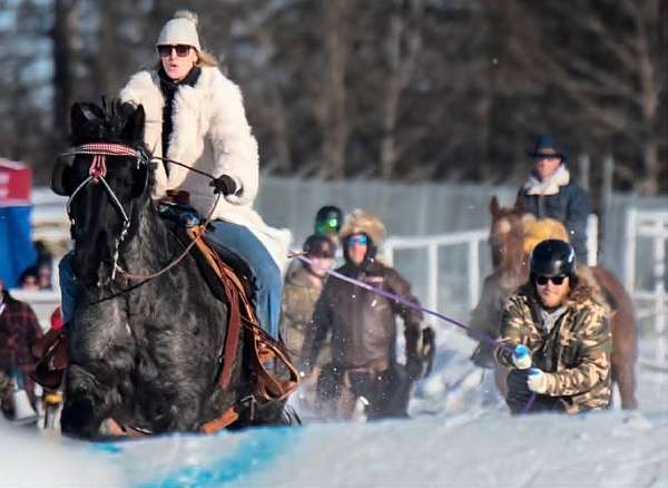 dressage-draft-horse