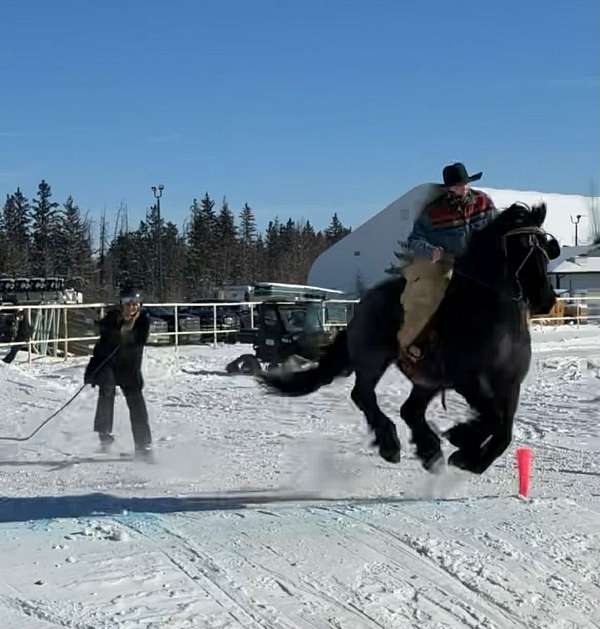 driving-draft-horse