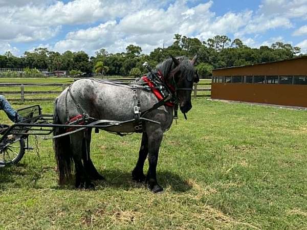 english-pleasure-draft-horse