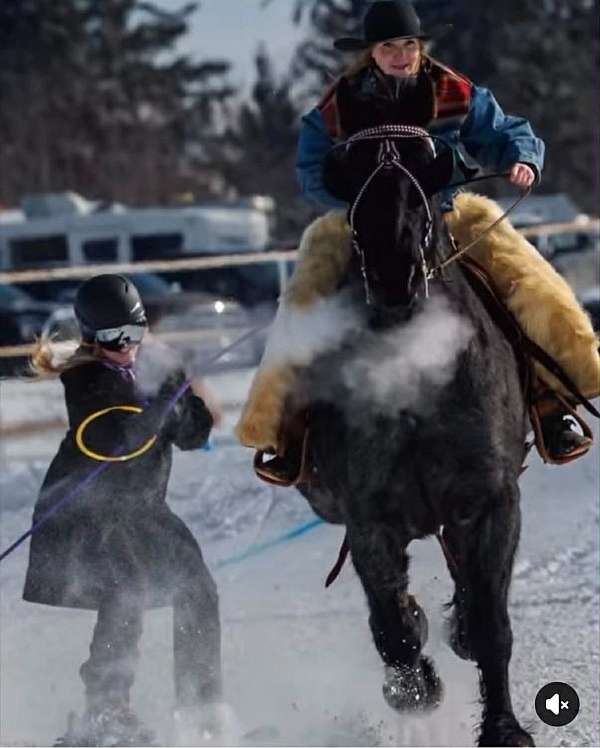 equitation-draft-horse