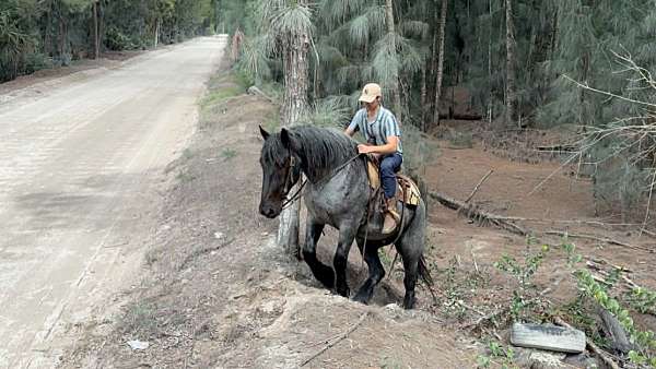 eventing-draft-horse