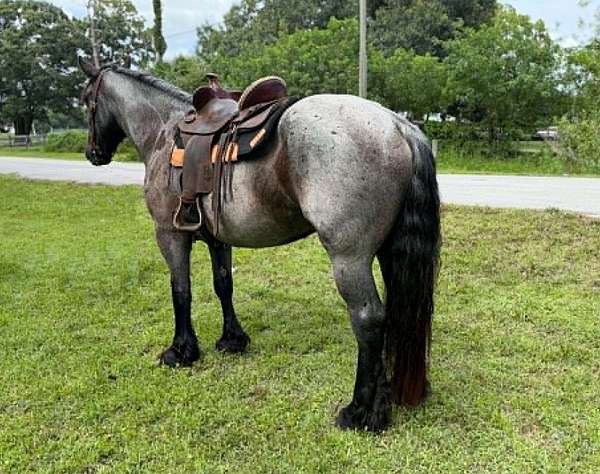 flashy-draft-horse