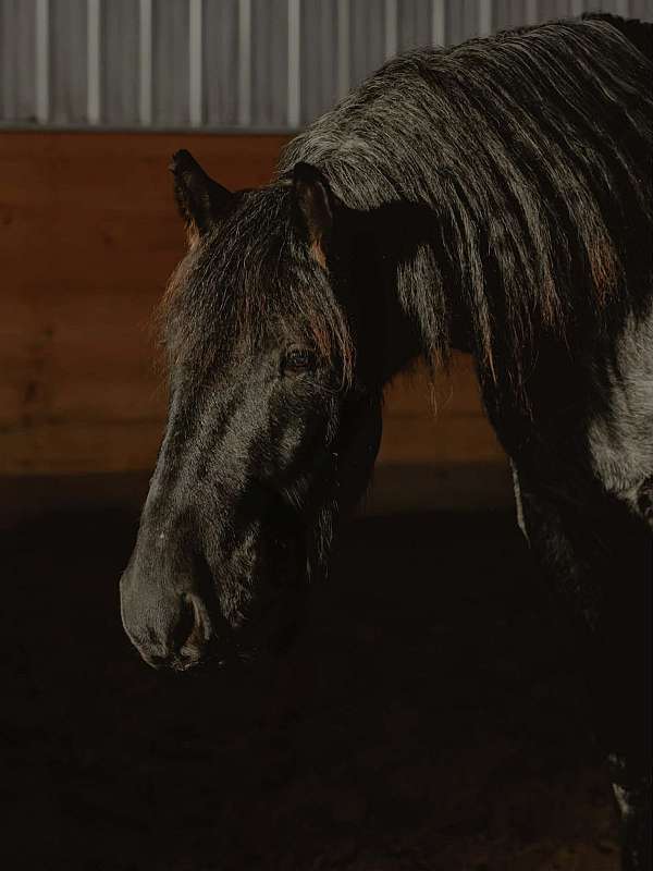 husband-safe-draft-horse