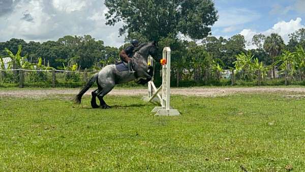 jumper-draft-horse