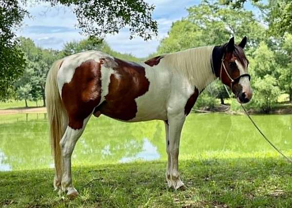 wo-mustang-horse