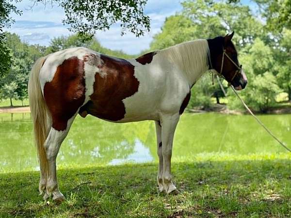 tobiano-mustang-gelding